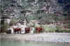 cows.jpg (37949 bytes)